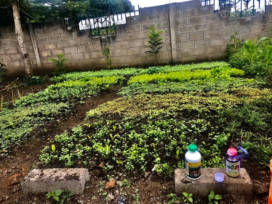 Rows of young vegetable seedlings coming up in the garden beds behind the home.