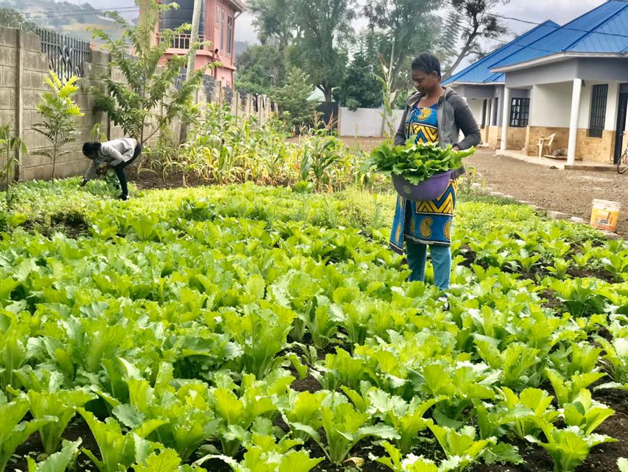 A woman carrying a tray of freshly cut greens through the vegetable garden, with another person harvesting behind her.